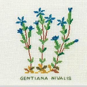Fremme Stickpackung - Schnee-Enzian