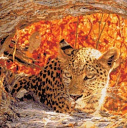 Stickvorlage Kustom Krafts - Hiding Leopard