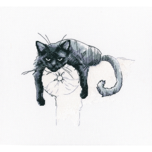 RTO - Among Black Cats