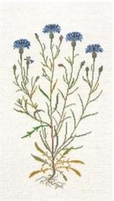 Haandarbejdets Fremme - Kornblumen