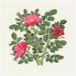 Fremme Stickpackung - Rosa Rugosa