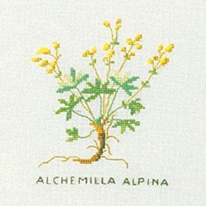 Fremme Stickpackung - Alpen-Frauenmantel