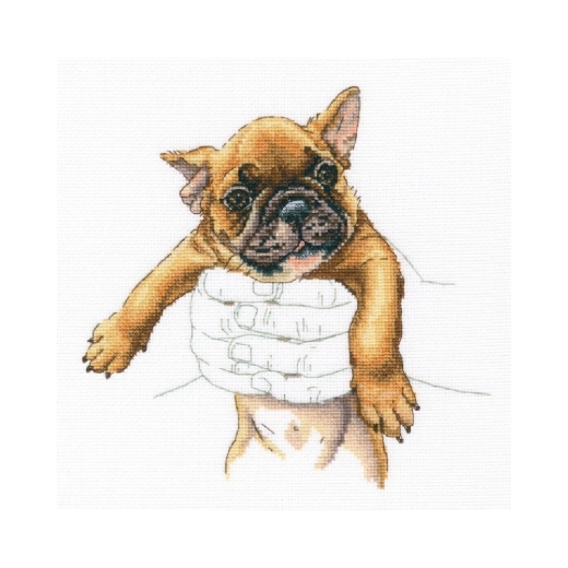 RTO - In Palms - French Bulldog