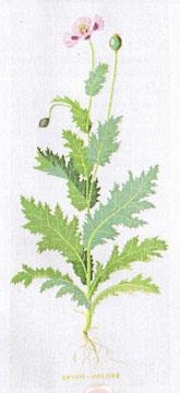 Haandarbejdets Fremme - Schlafmohn