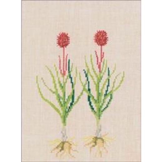 Kohlröschen - Haandarbejdets Fremme (Stickpackung)