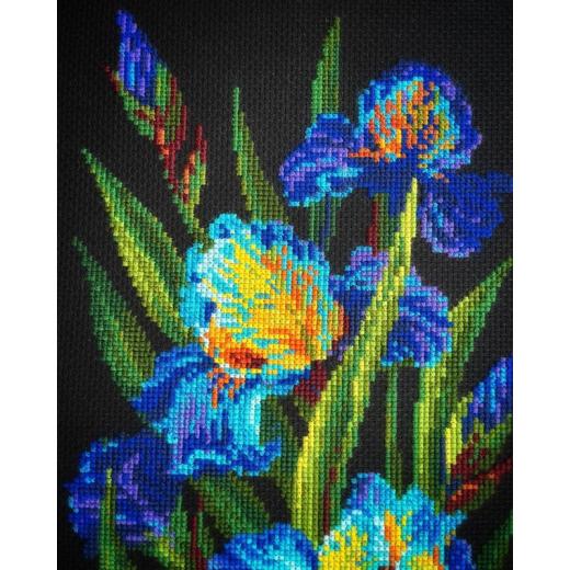 Riolis - Beatuful Irises