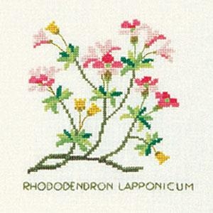 Fremme Stickpackung - Lappland-Alpenrose
