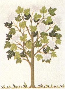 Haandarbejdets Fremme - Ahorn