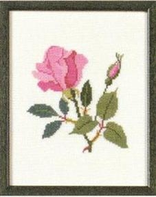 Fremme Stickpackung - American Beauty Rose Columbia