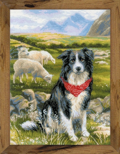 Riolis - Stickbild Border Collie