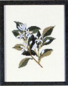 Fremme Stickpackung - Orange Blossom Florida
