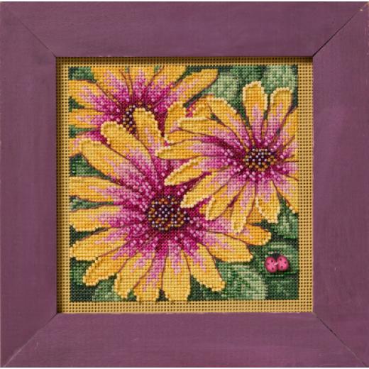 Mill Hill - African Daisies (2025)
