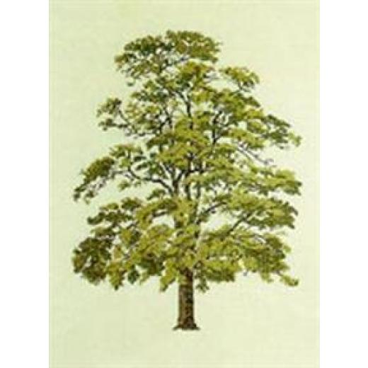 Robinie - Haandarbejdets Fremme Stickpackung