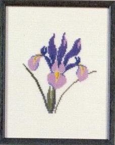 Fremme Stickpackung - Iris Tennessee