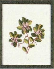 Fremme Stickpackung - Arbutus Massachusetts