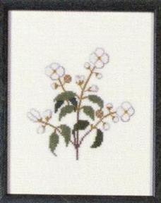 Fremme Stickpackung - Syringa Idaho