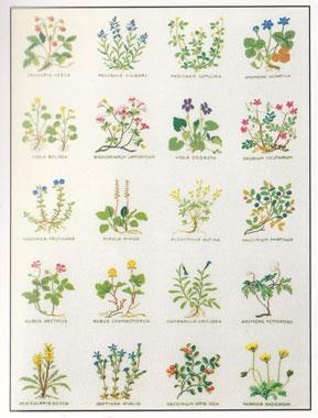 Fremme Stickpackung - Mustertuch Blumen