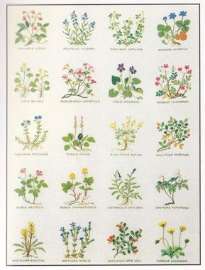 Haandarbejdets Fremme - Mustertuch Blumen