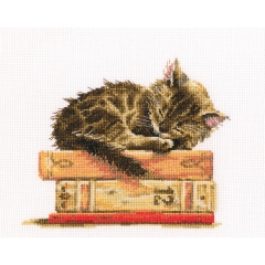 RTO - Cats Dream