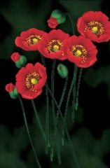 Stickpackung Needleart World - Poppies on Black