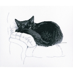 RTO - Among Black Cats