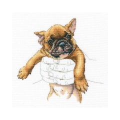 RTO - In Palms - French Bulldog
