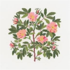 Fremme Stickpackung - Rosa Virginiana