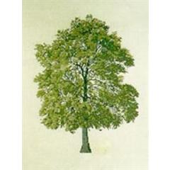 Ahorn - Haandarbejdets Fremme Stickpackung