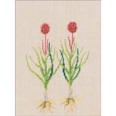 Kohlröschen - Haandarbejdets Fremme (Stickpackung)