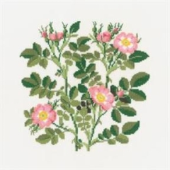 Fremme Stickpackung - Rosa Rubiginosa