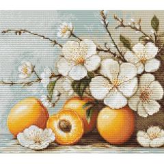 Luca-S - Apricot Blossom