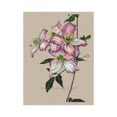 Collection dArt - Clematis