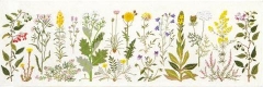 Haandarbejdets Fremme - Küstenblumen