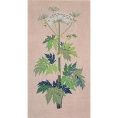 Bärenklau - Haandarbejdets Fremme (Stickpackung)