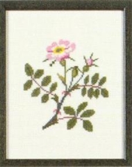 Fremme Stickpackung - Wild Rose New York
