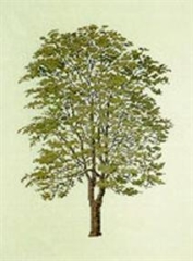 Haandarbejdets Fremme - Götterbaum