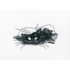 RTO - Among Black Cats
