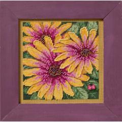 Mill Hill - African Daisies (2025)