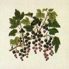 Fremme Stickpackung - Schwarze Johannisbeeren